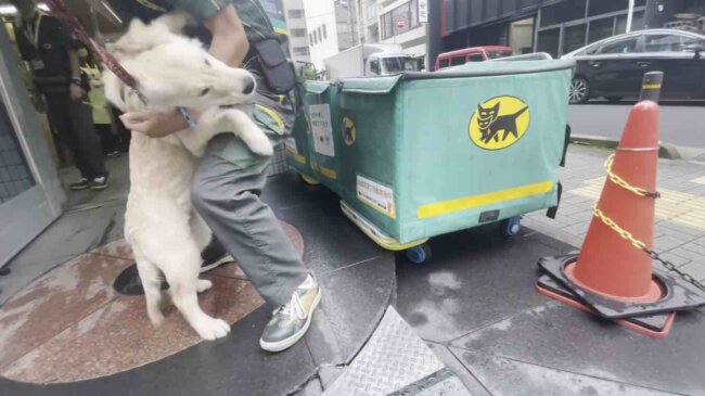 ゴールデンレトリーバー,動画