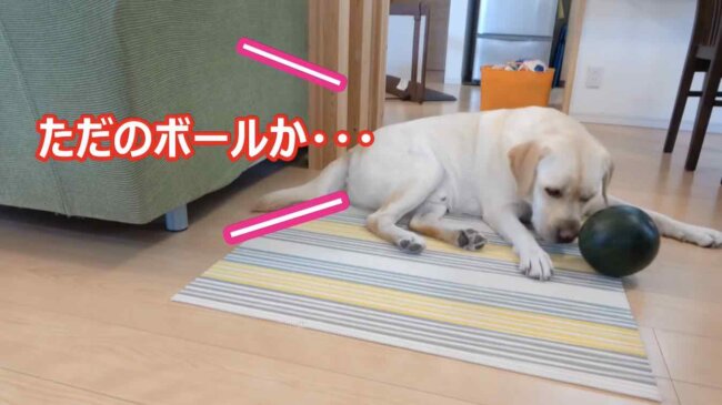 ラブラドールレトリーバー,動画