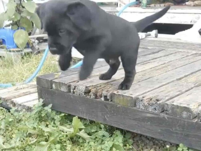 ラブラドールレトリーバー,動画