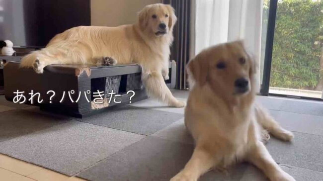 ゴールデンレトリーバー,動画
