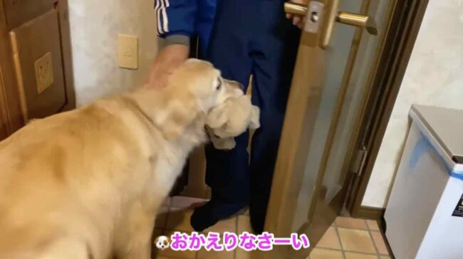 ラブラドールレトリーバー,動画