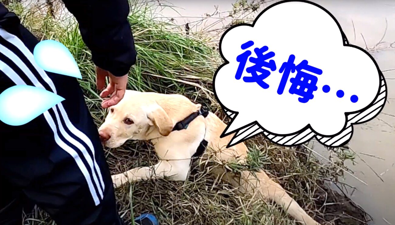 ラブラドールレトリーバー,動画