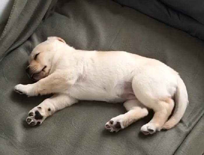 ラブラドールレトリーバー,動画
