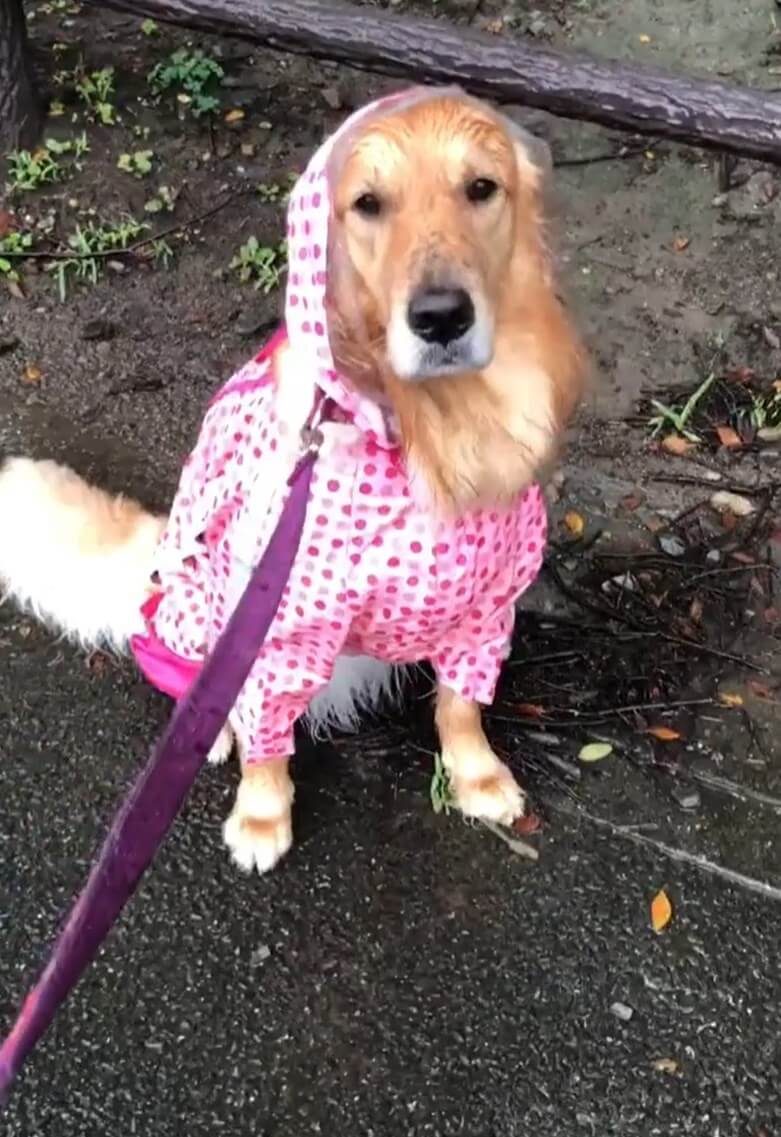 ゴールデンレトリーバー,動画