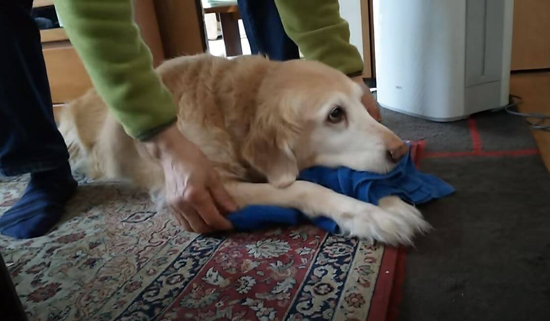 ゴールデンレトリーバー,動画