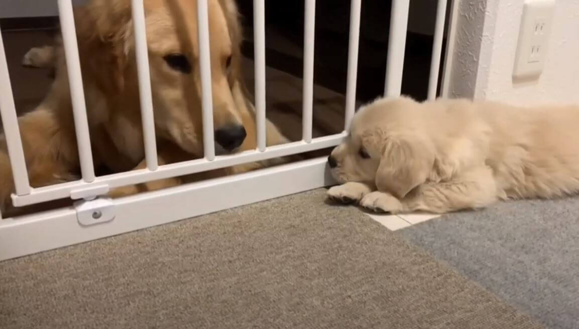 ゴールデンレトリーバー,動画