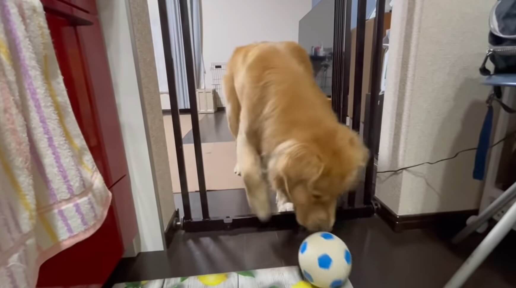 ゴールデンレトリーバー,動画