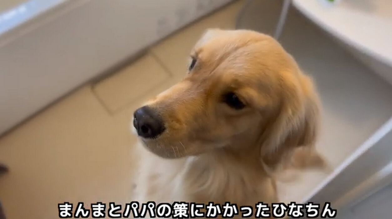 ゴールデンレトリーバー,動画