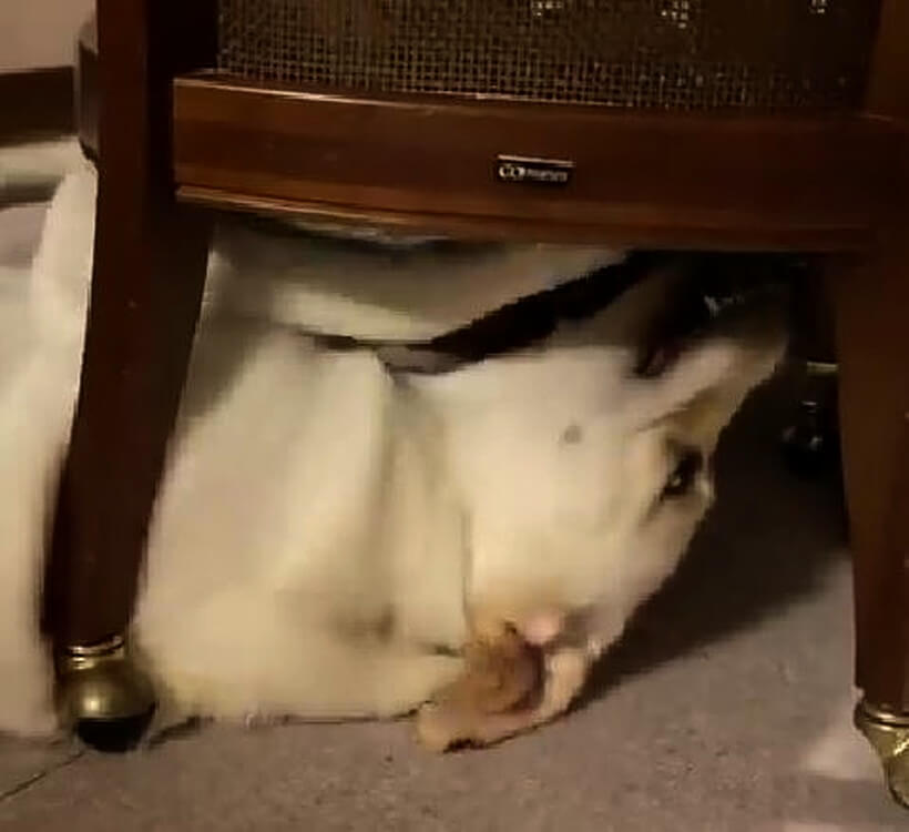 ラブラドールレトリーバー,動画