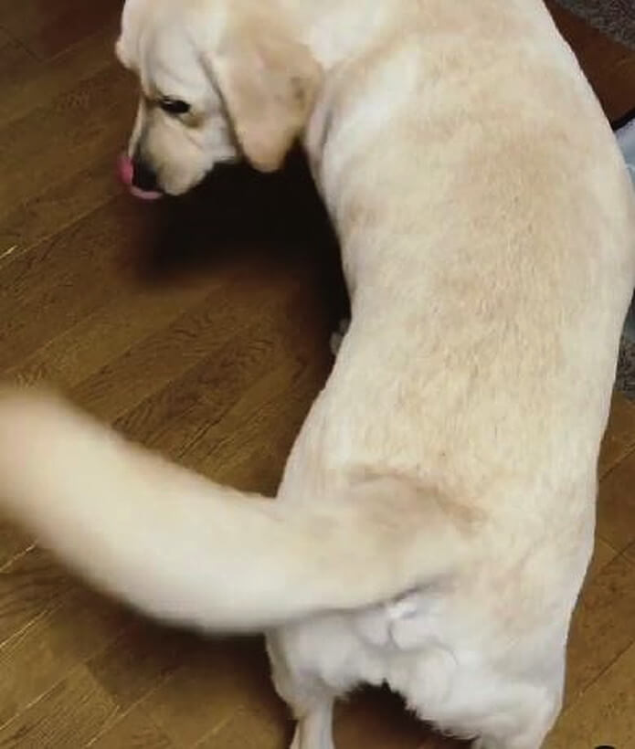 ラブラドールレトリーバー,動画