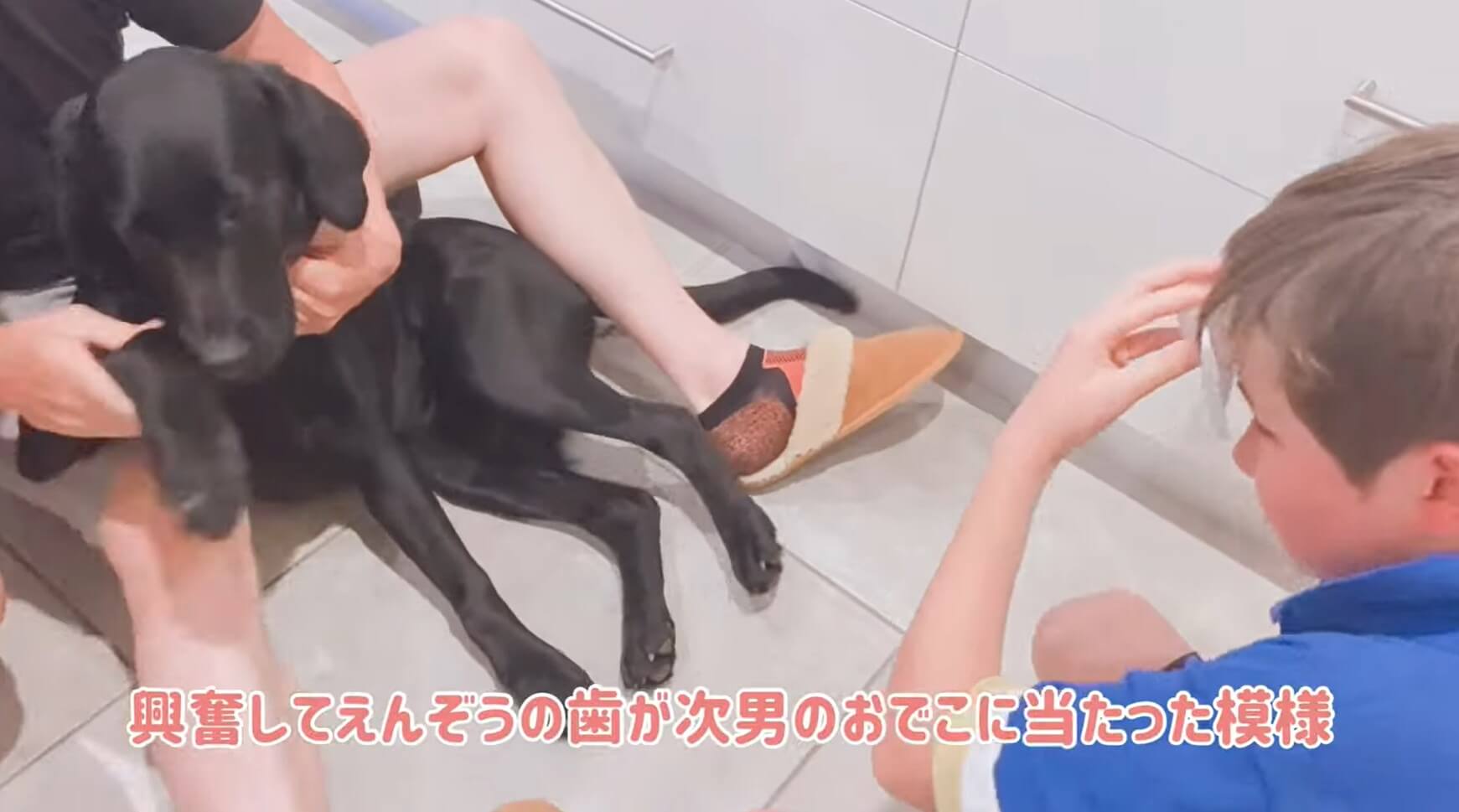 ラブラドールレトリーバー,動画