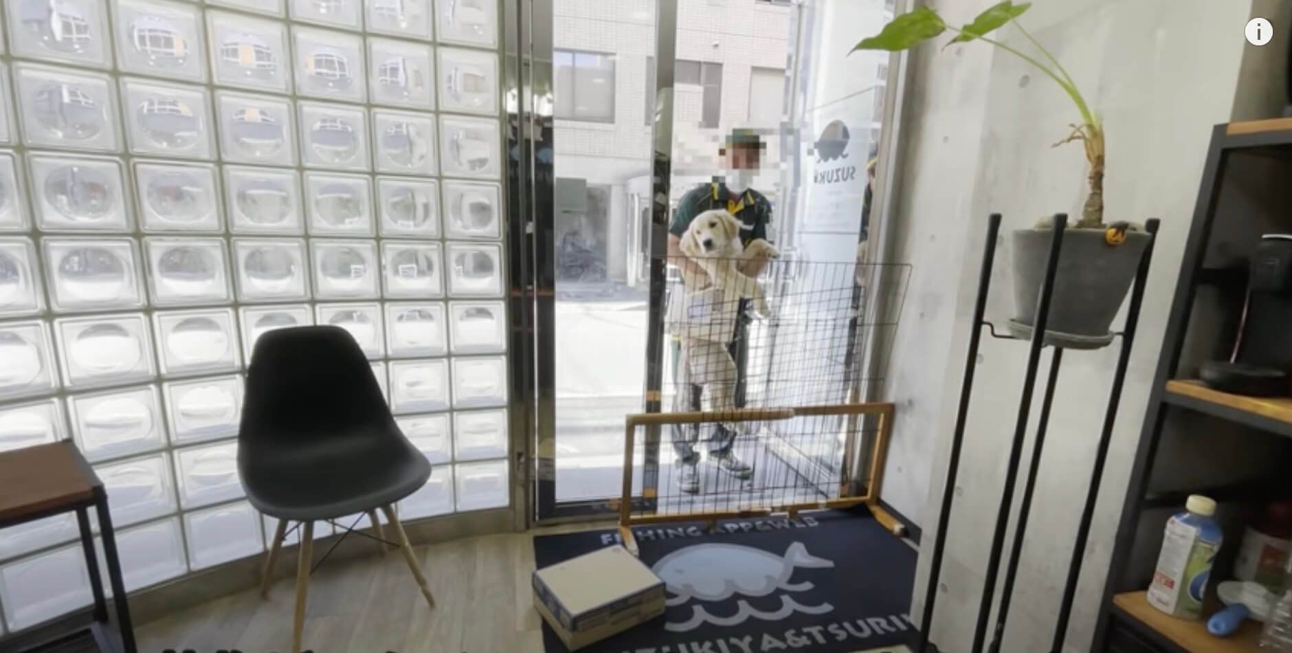 ゴールデンレトリーバー,動画