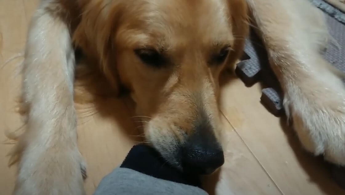 ゴールデンレトリーバー,動画