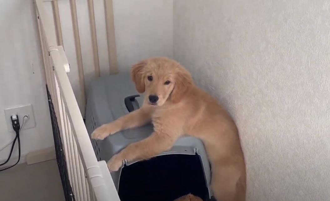 ゴールデンレトリーバー,動画