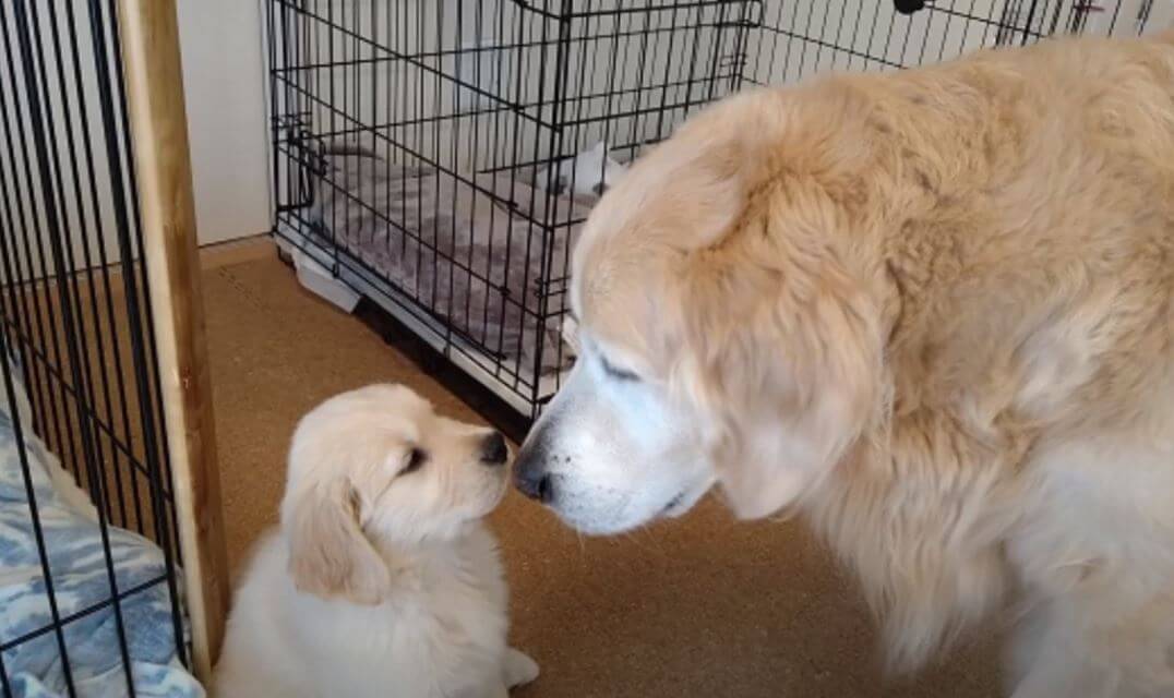 ゴールデンレトリーバー,動画