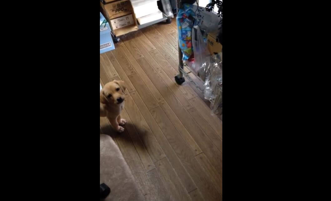 ラブラドールレトリーバー,動画