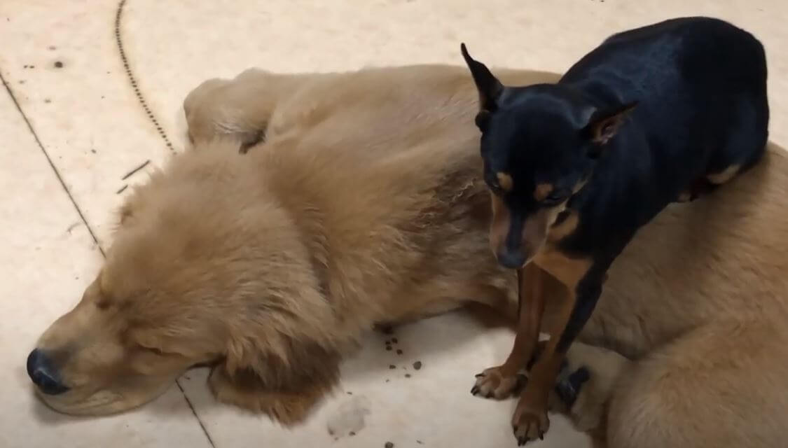 ゴールデンレトリーバー,動画