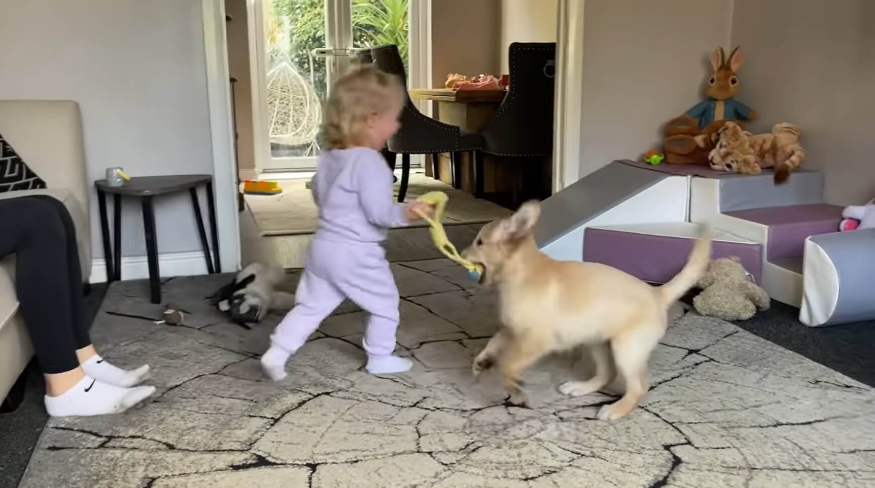 ゴールデンレトリーバー,動画