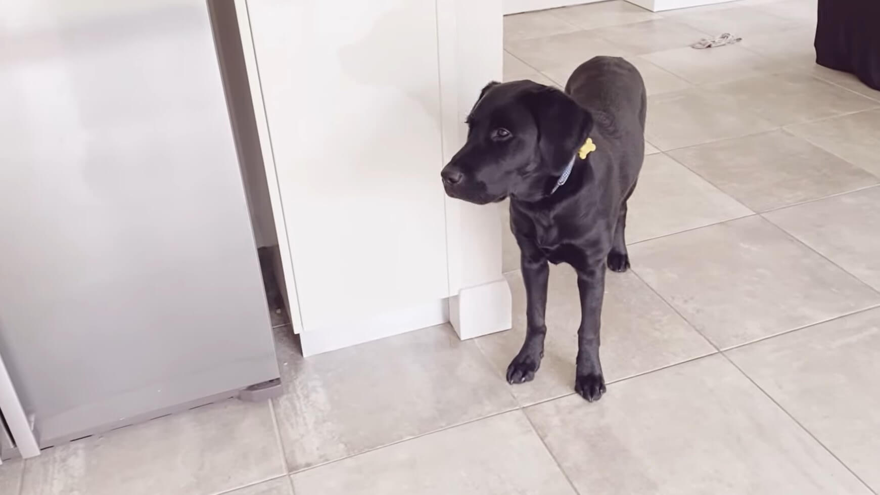 ラブラドールレトリーバー,動画