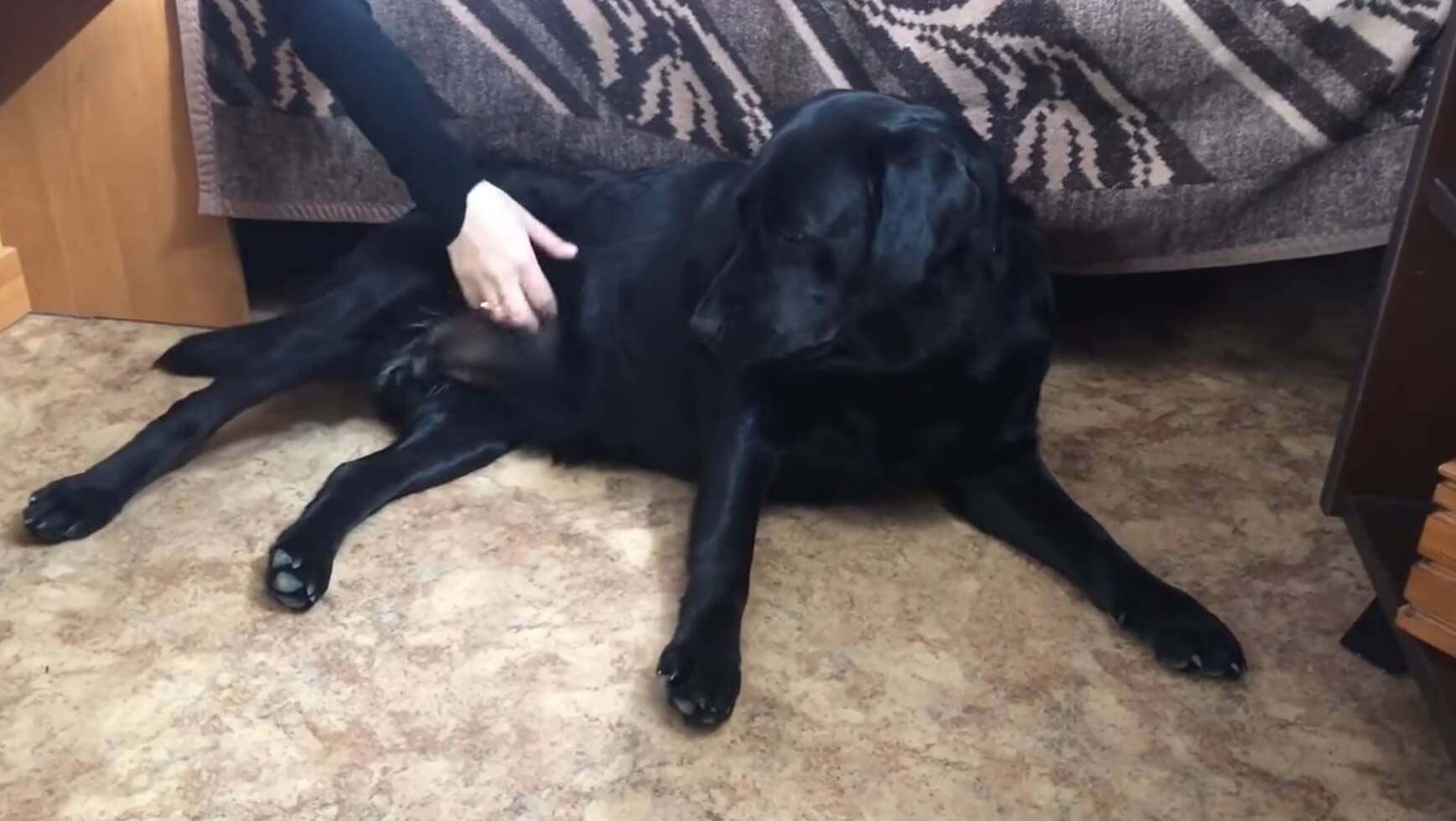 ラブラドールレトリーバー,動画