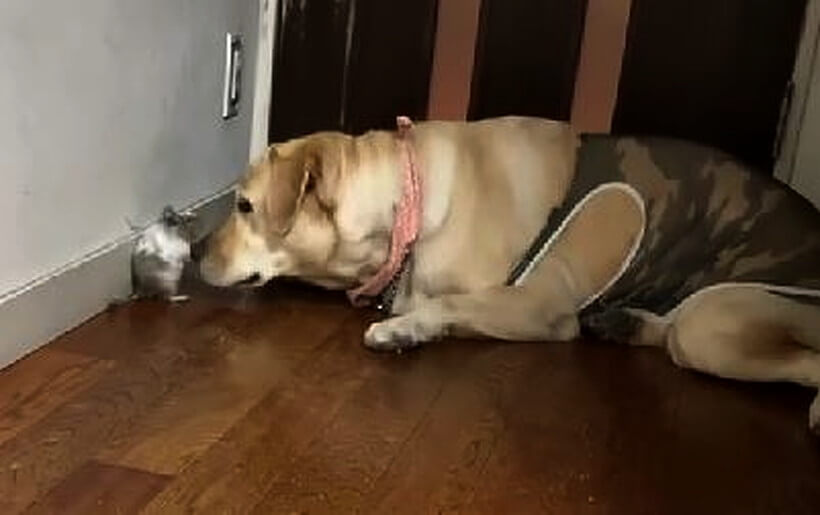 ラブラドールレトリーバー,動画