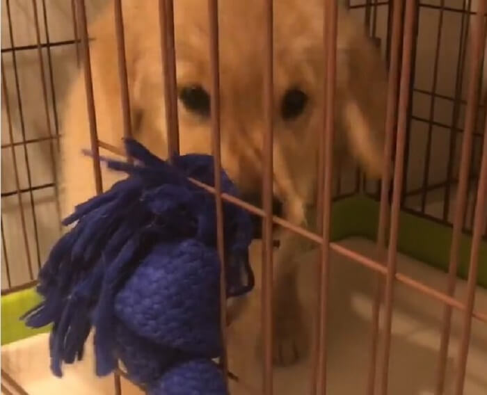 ゴールデンレトリーバー,動画