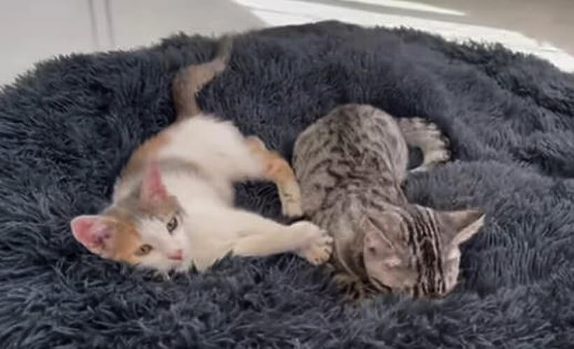 ゴールデンレトリーバー,動画