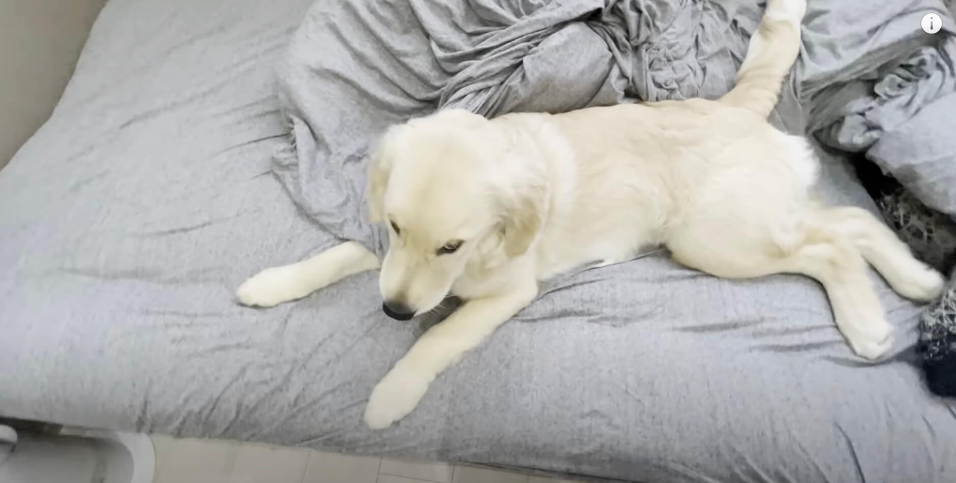 ゴールデンレトリーバー,動画