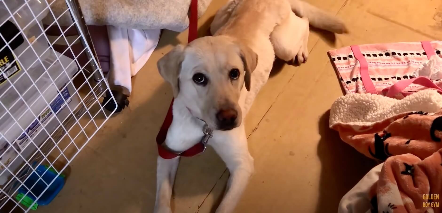 ラブラドールレトリーバー,動画