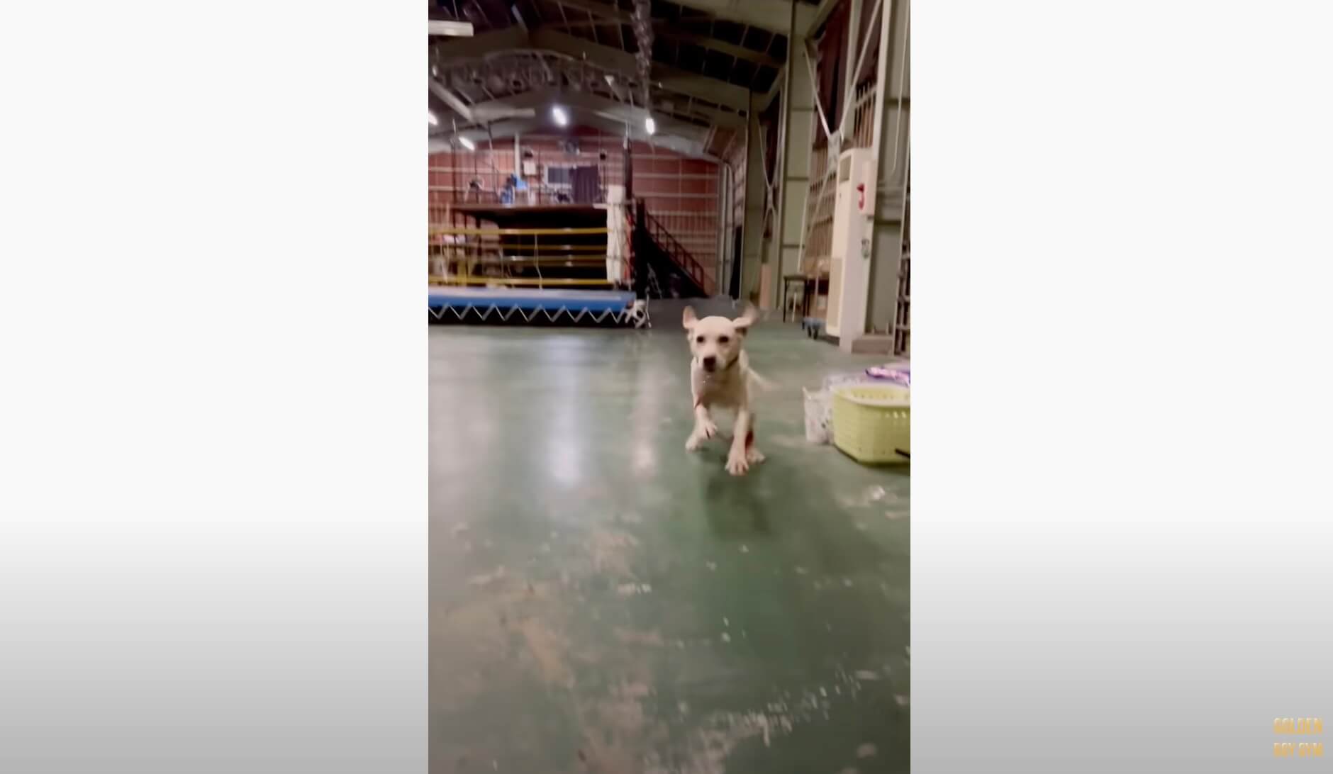 ラブラドールレトリーバー,動画