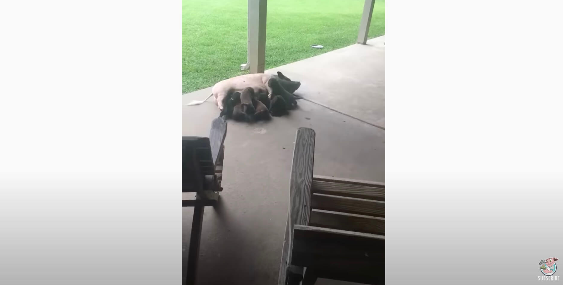 ラブラドールレトリーバー,動画