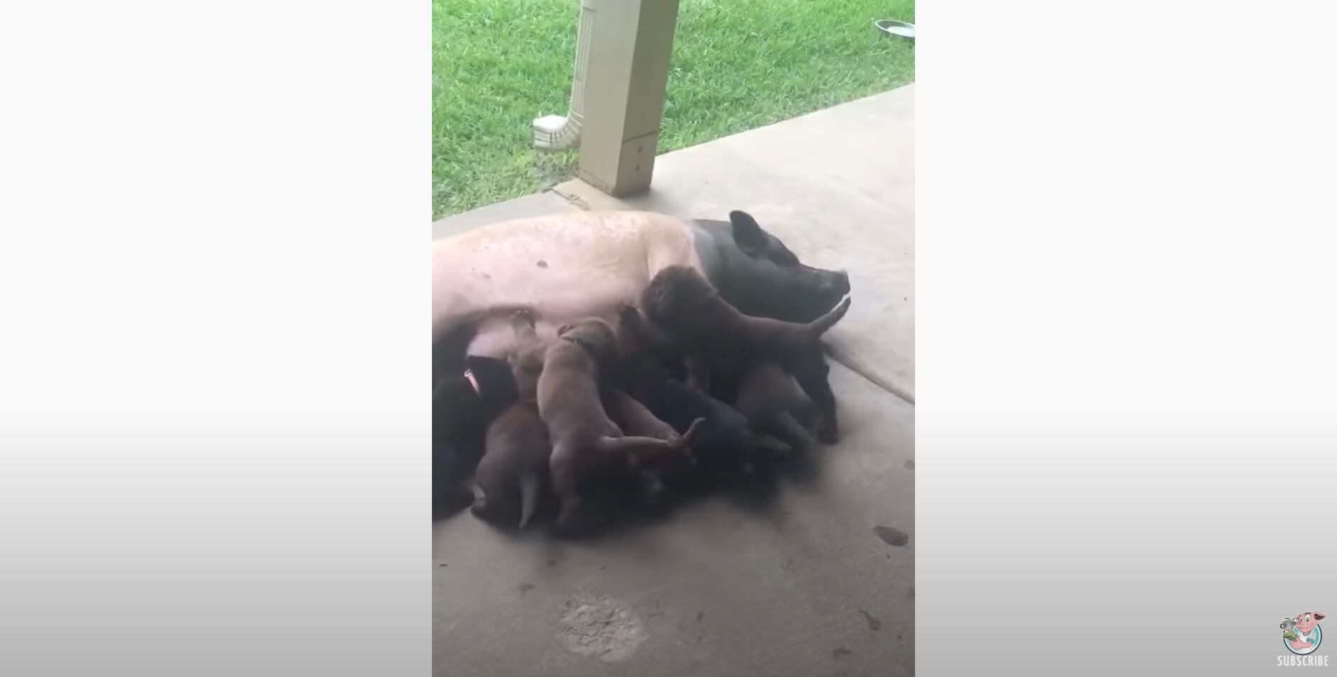 ラブラドールレトリーバー,動画