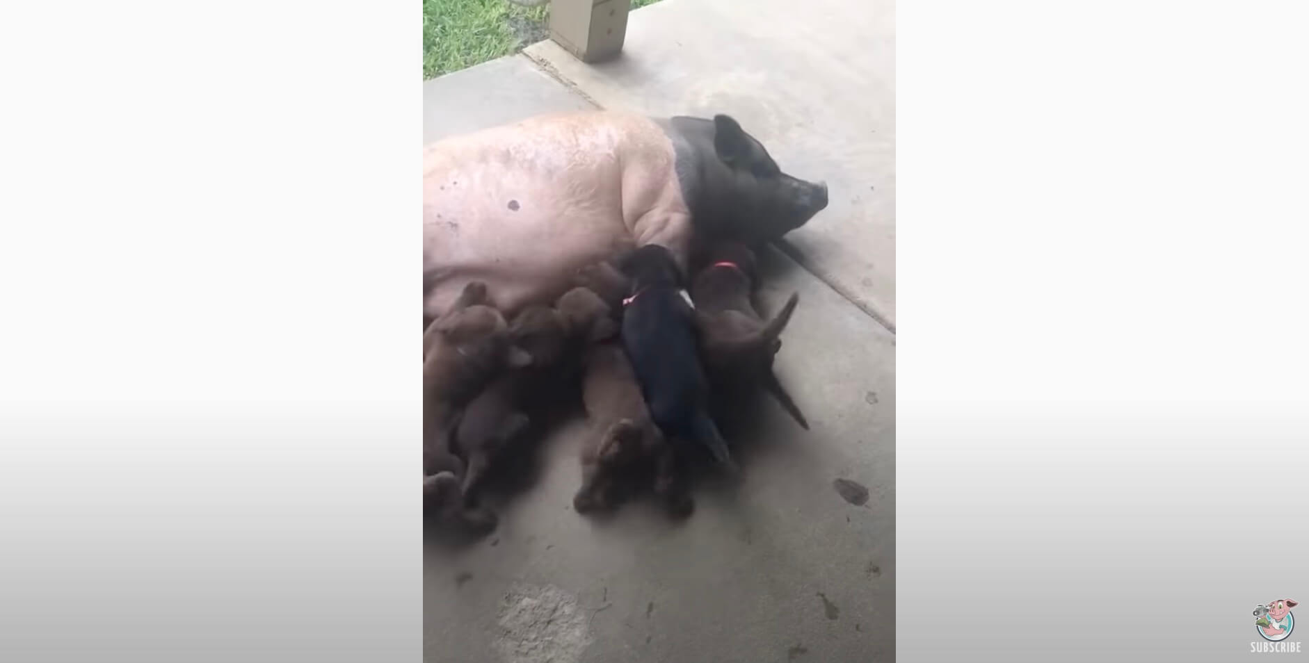 ラブラドールレトリーバー,動画