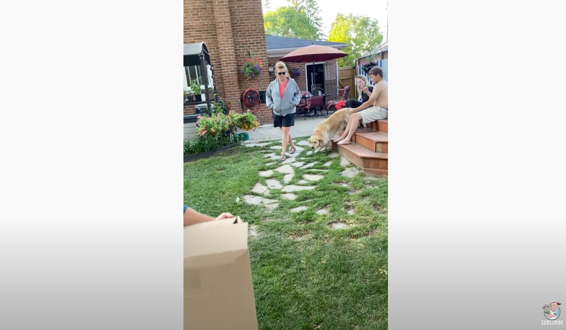 ゴールデンレトリーバー,動画