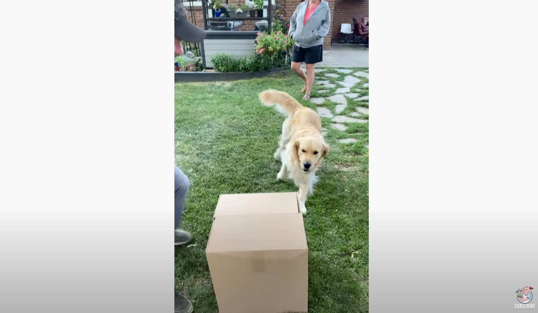 ゴールデンレトリーバー,動画