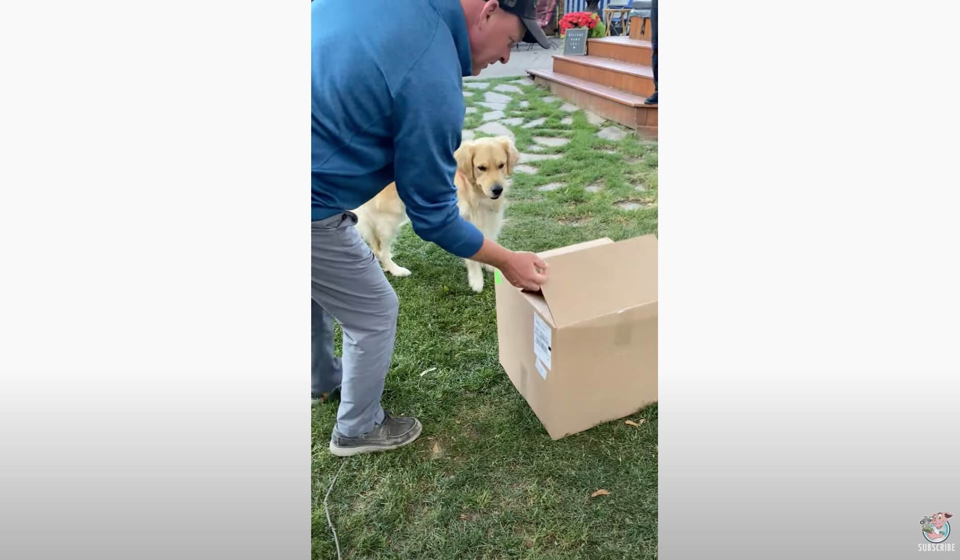 ゴールデンレトリーバー,動画