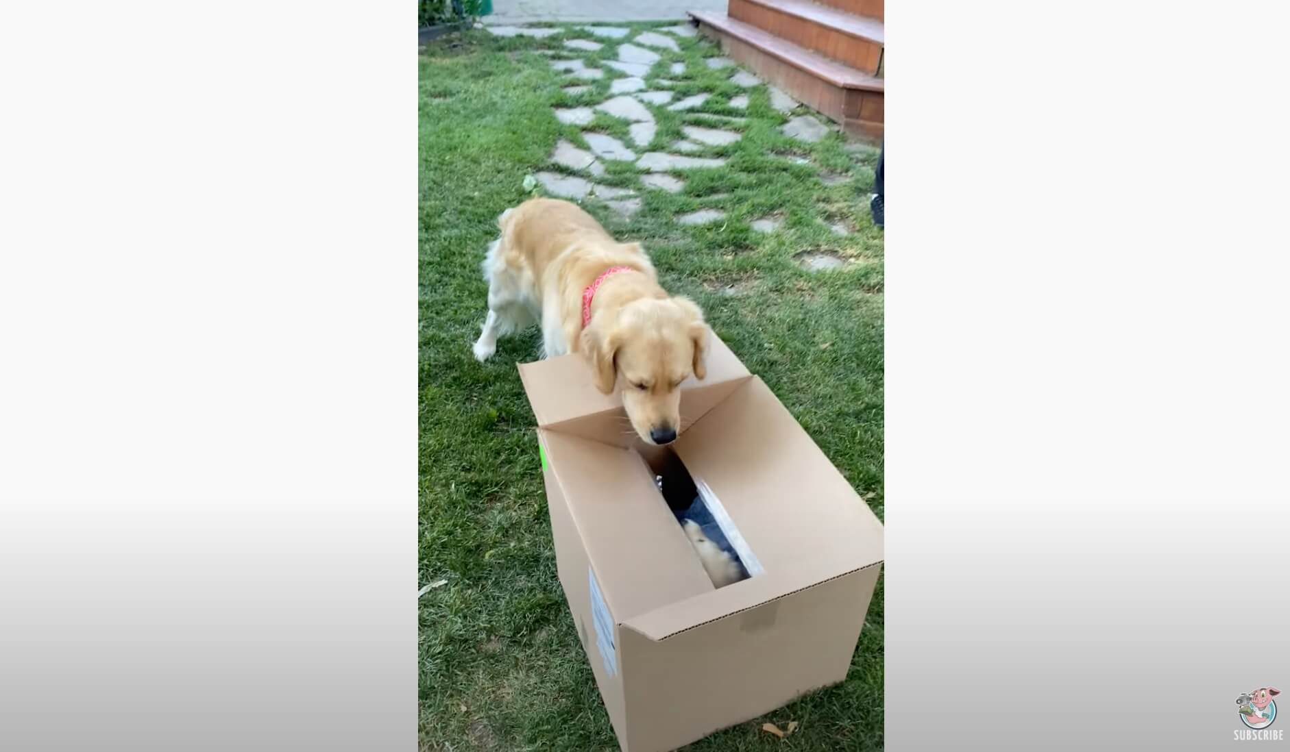 ゴールデンレトリーバー,動画