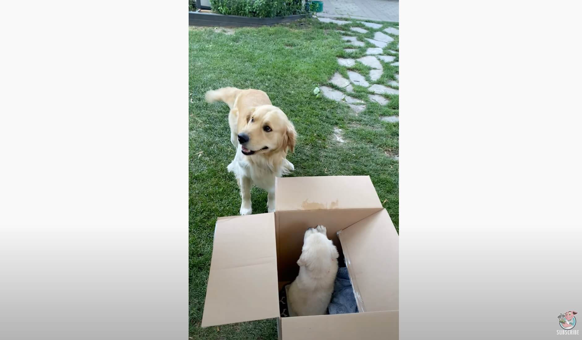 ゴールデンレトリーバー,動画