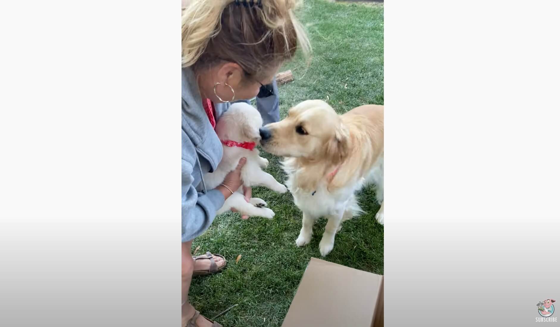 ゴールデンレトリーバー,動画