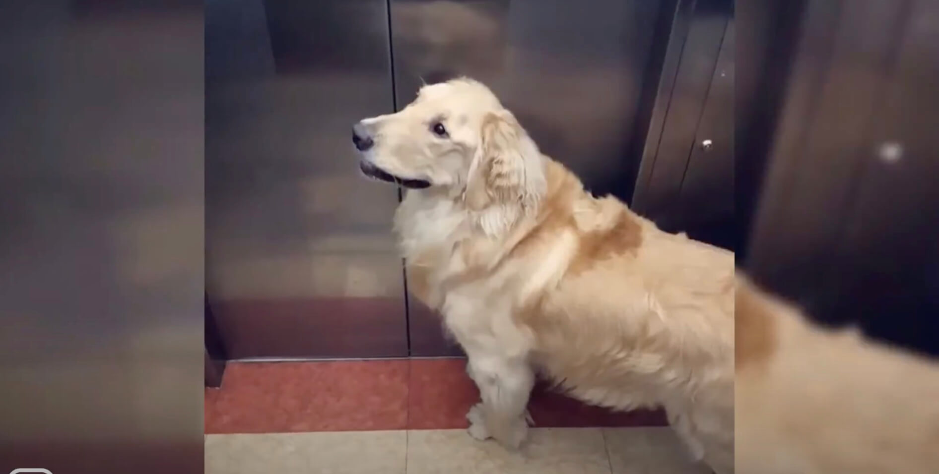 ゴールデンレトリーバー,動画