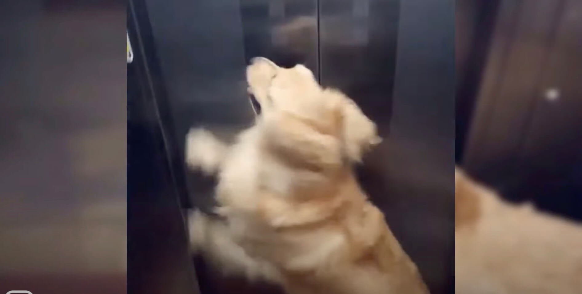 ゴールデンレトリーバー,動画