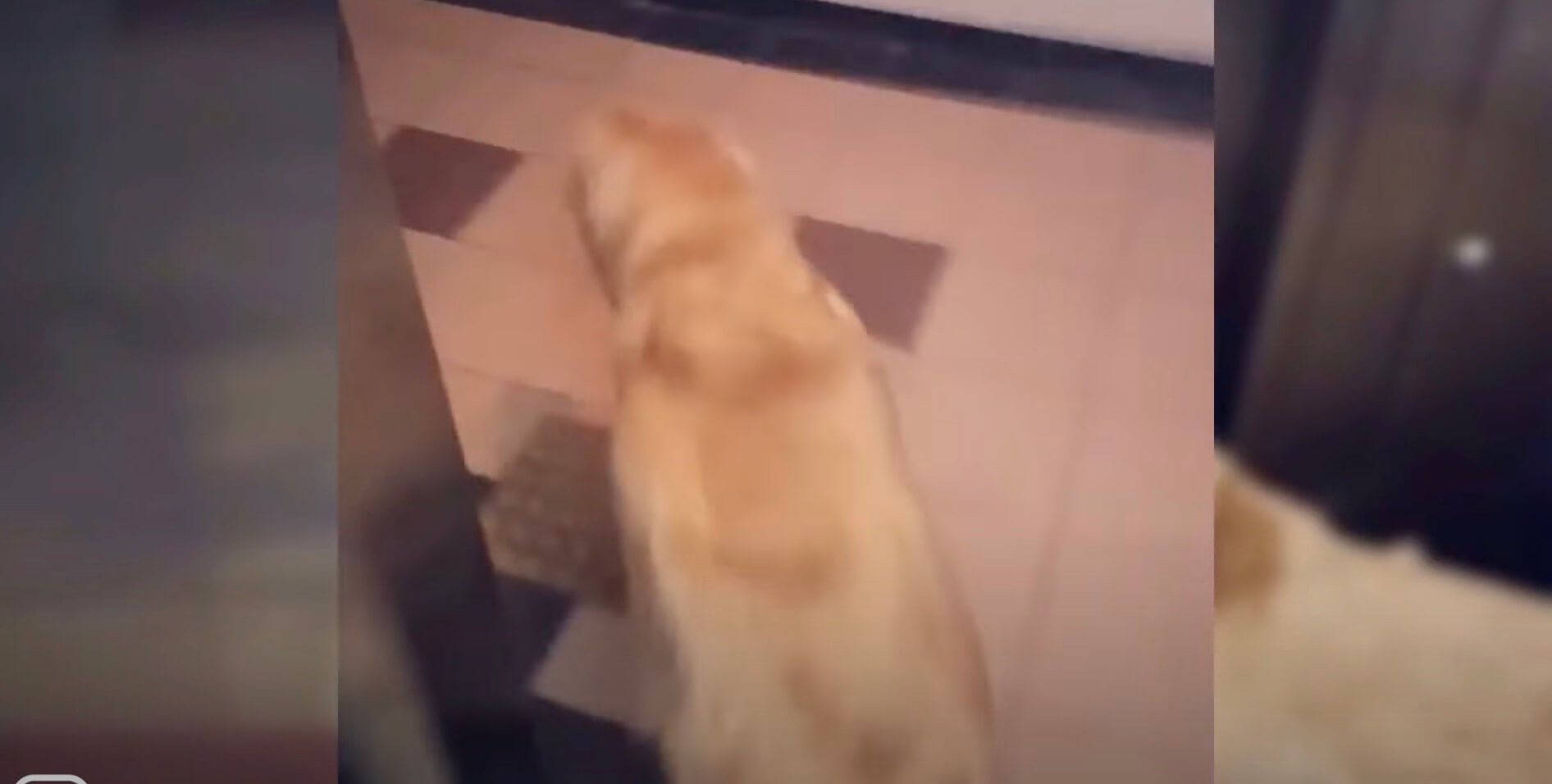 ゴールデンレトリーバー,動画