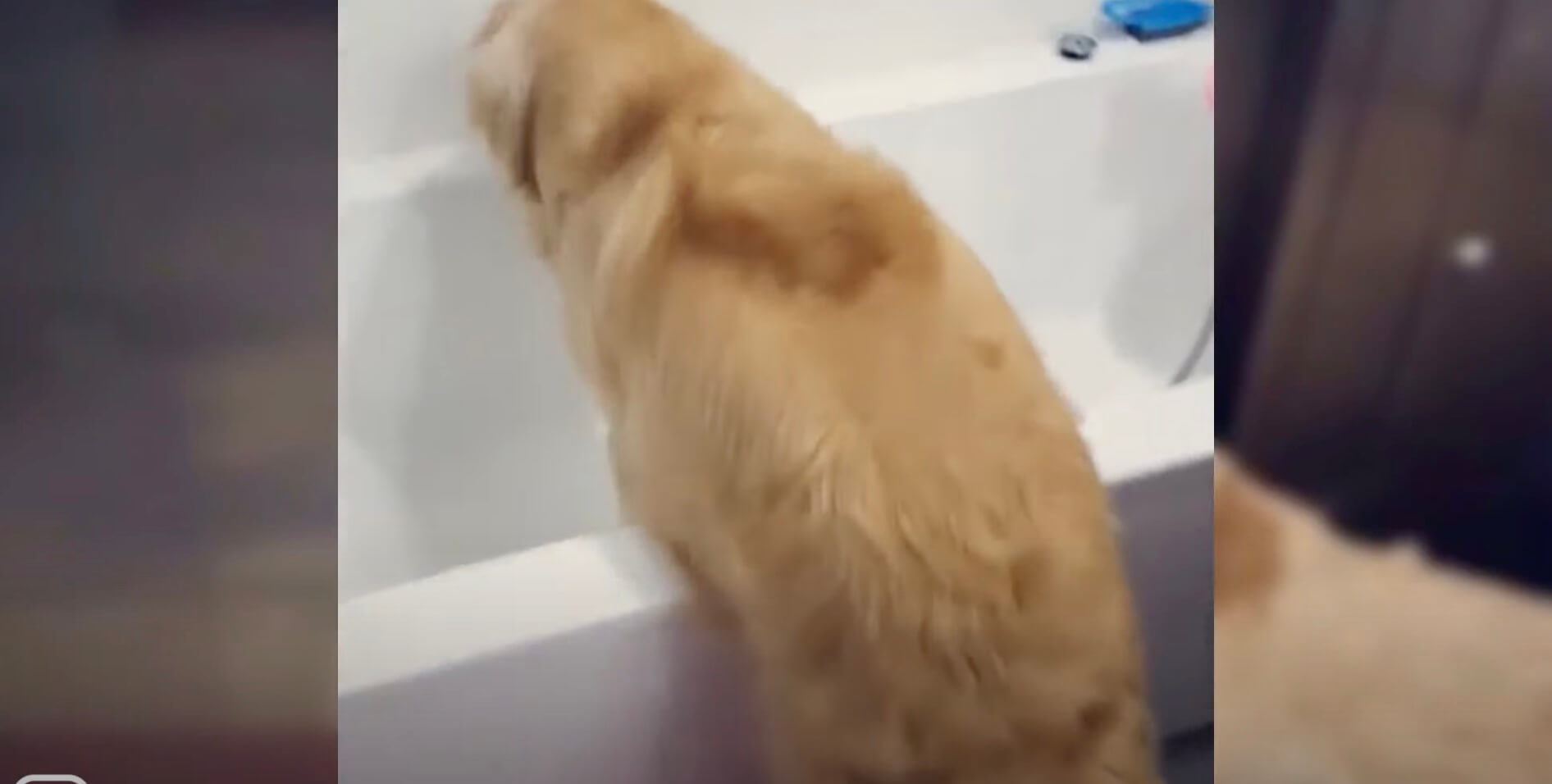 ゴールデンレトリーバー,動画