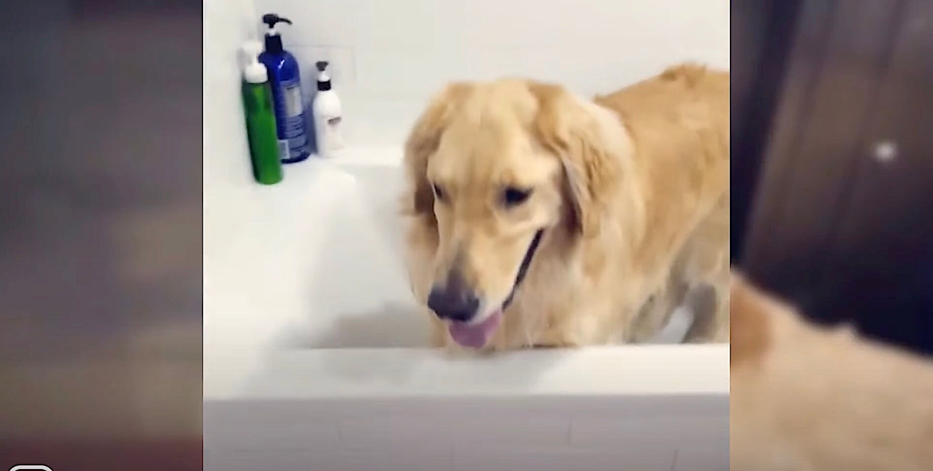 ゴールデンレトリーバー,動画