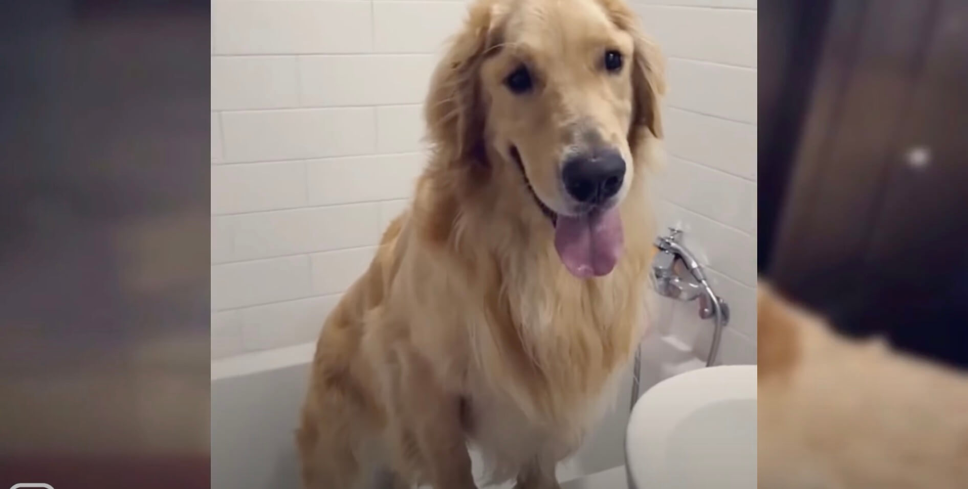 ゴールデンレトリーバー,動画