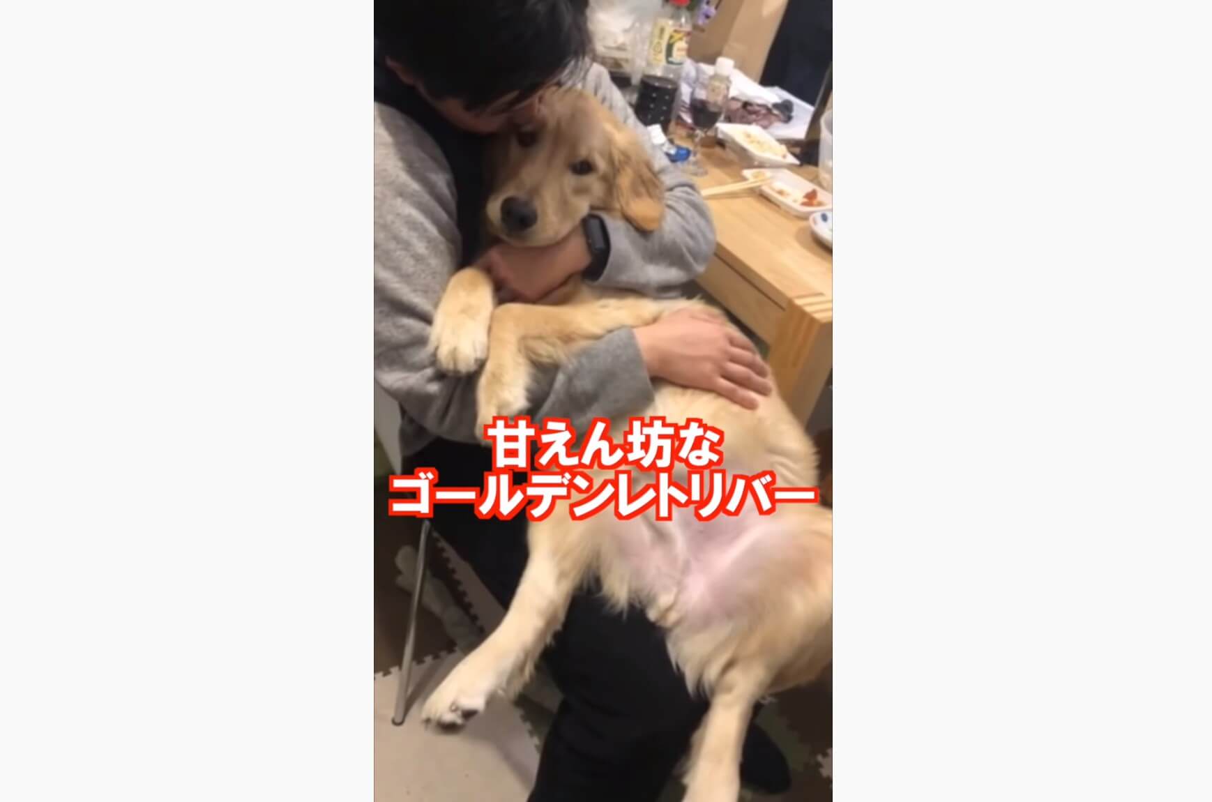 ゴールデンレトリーバー,動画