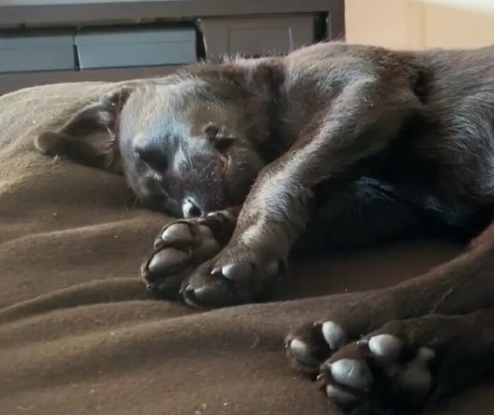 ラブラドールレトリーバー,動画