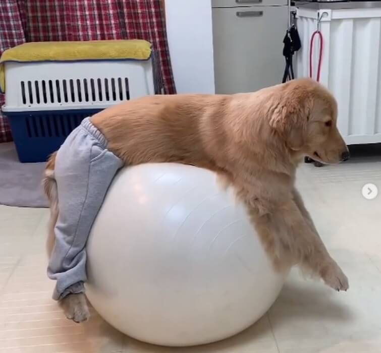 ゴールデンレトリーバー,動画