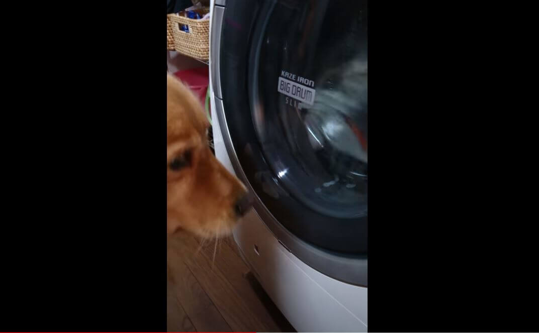 ゴールデンレトリーバー,動画