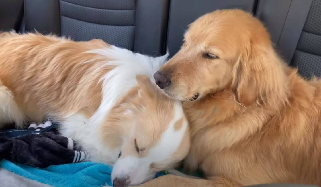 ゴールデンレトリーバー,動画